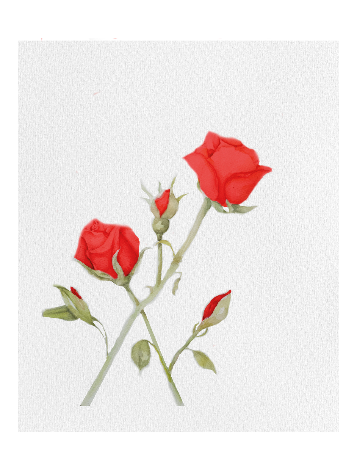 Litografía Rosa roja
