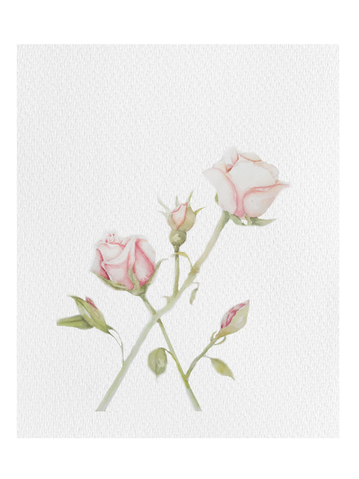 Litografía Rosa rosa